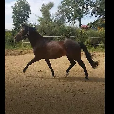 Haras Des Arcades