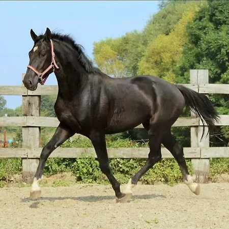 Haras Des Arcades